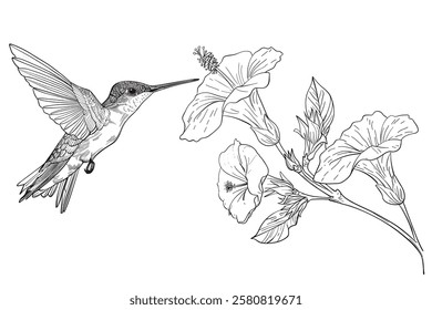 pencil sketch, hummingbird in flight and the flower. digital drawing