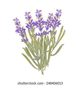 pencil sketch illustration of lavender of Provence