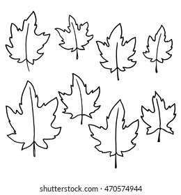 pencil sketch of maple leaves 