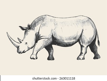 Pencil Sketch Of A Rhino, Traced In Adobe Illustrator