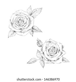 Pencil Sketch Of The Rose