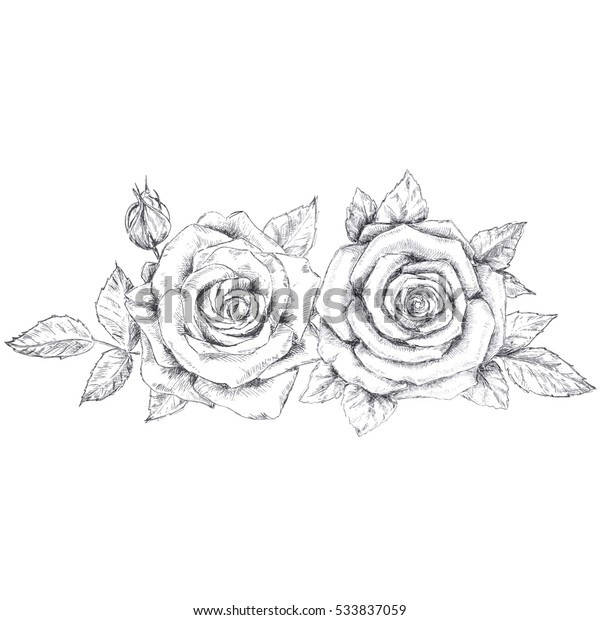 Pencil Sketch Roses Stock Vector Royalty Free 533837059