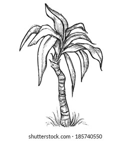 Pencil sketch of tropic palm in vector.