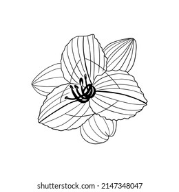 pencil-drawn black and white flower for the design of books, brochures, magazines, invitations