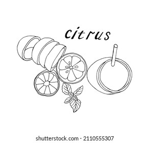 Pen-drawn citrus set isolated on white. Graphic elements of citrus fruits, a collection for the design of labels, packaging, posters to strengthen the immune system. Vector illustration. 