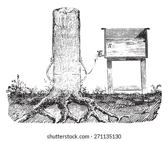 Penetration of wood by the life sucking, vintage engraved illustration. Industrial encyclopedia E.-O. Lami - 1875. 