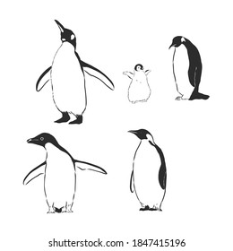 Penguin animal icon. penguin vector sketch illustration