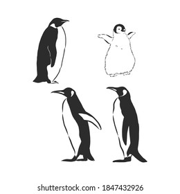 Penguin animal icon. penguin vector sketch illustration