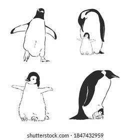 Penguin animal icon. penguin vector sketch illustration