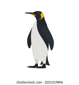 Penguin. Penguin animal, vector illustration