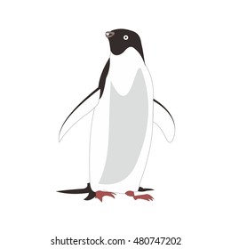 Penguin Animal Vector Illustration