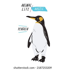 Penguin aquatic bird Animal Color Illustration