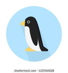 Penguin, aquatic flightless birds