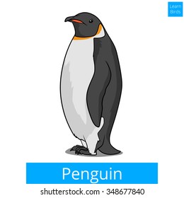 Penguin bird learn birds educational game vector illustration