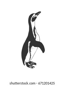 Penguin. Black and white vector doodle illustration