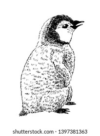 Penguin chick, hand drawn sketch. Vector illustration, isolated.