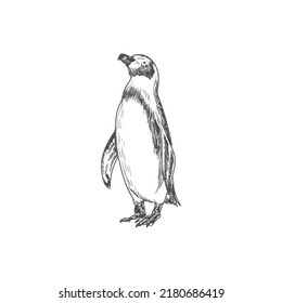 penguin detailed hand drawing illutration