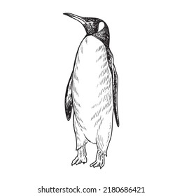 penguin detailed hand drawing illutration