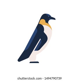 Penguin flat vector illustration. Arctic bird with black back and white belly isolated on white background. Aquatic flightless bird minimalist drawing. King penguin, aptenodytes patagonicus clipart.