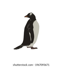 Penguin. Flightless seabird. Vector illustration.
