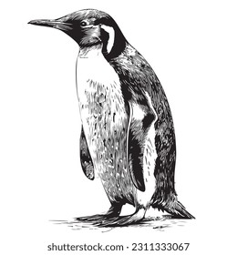 Penguin, hand drawn sketch in doodle style illustration