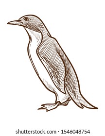 Penguin isolated sketch, Arctic bird, flightless species vector. Polar wild animal with wings and flippers, wildlife and zoo. North Pole fauna, feathers or plumage, zoology encyclopedia drawing