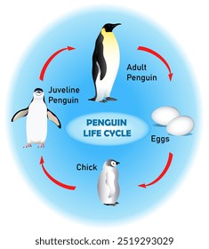 Penguin life cycle diagram. Science education illustration