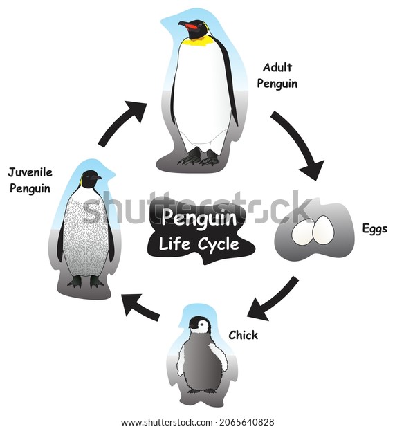 Emperor penguin diagram