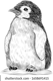 penguin little Antarctica North black and white vector illustration coloring book