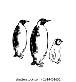 Penguin outline icons. Aquatic flightless birds for zoo design. vector illustration.