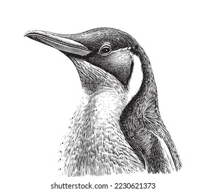 Penguin portrait head sketch hand drawn sketch, engraving style vector illustration.