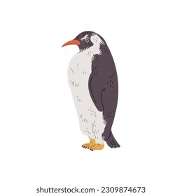 Penguin sea bird, hand drawn flat vector illustration isolated on white background. Aquatic flightless bird. Concepts of nature and wildlife.