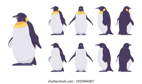 Penguin set, cute large aquatic flightless seabird. Water life, ornithology and birdwatching concept. Vector flat style cartoon illustration isolated on white background, different views