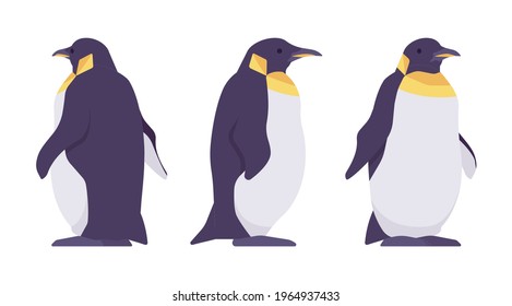 Penguin set, cute large aquatic flightless seabird with yellow neck. Water life, ornithology, birdwatching concept. Vector flat style cartoon illustration isolated, white background, different views