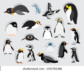 Penguin Set Various Kind Identify Cartoon Vector