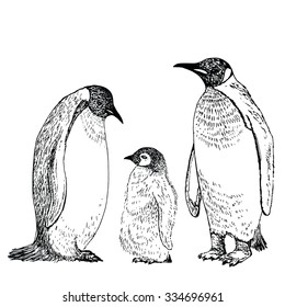 Penguin sketch. Hand drawn vector illustration.