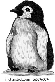 penguin small Antarctica North black and white vector illustration