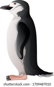 Penguin standing on white background illustration