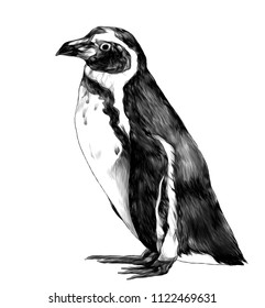 penguin stands in full height sideways in profile, sketch vector graphics monochrome illustration on white background