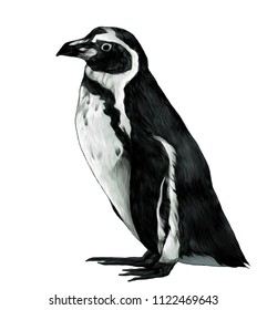 penguin stands in full height sideways in profile, sketch vector graphic color illustration on white background
