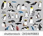 Penguin Town Various Species Vector Illustration