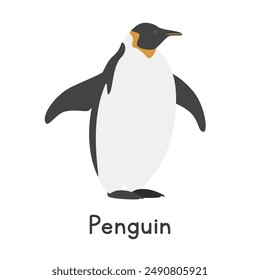 Penguin vector illustration. Cute emperor penguin or king penguin cartoon clipart, animal in flat style. Sea animals, underwater creatures, ocean animals, marine life concept. Penguin vector design