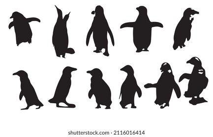penguin vector illustration design black and white collection