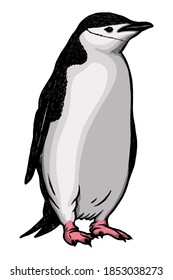 Penguin Vector illustration - Hand drawn