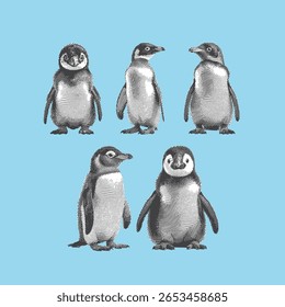 Pinguim, vetor de pinguim, ilustração de pinguim, desenho de linha sobre fundo azul claro.