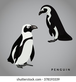 Penguin vector illustration. Realistic bird.  Black and white