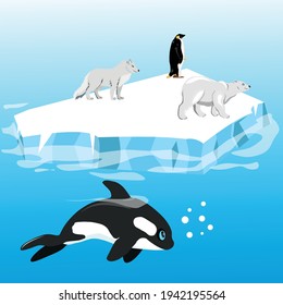 Penguin, wolf, bear swim on an ice floe.  A cute killer whale swims in the water near the ice floe.