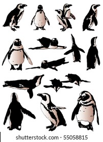 penguins collection