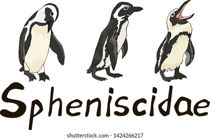 Penguins design element vector animals African penguin