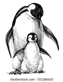 Penguins Family. Cute Baby Penguin And Parent Drawing Isolated